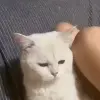 🥰 Эмодзи «Lol» для Telegram