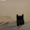 😁 Эмодзи «Lol» для Telegram
