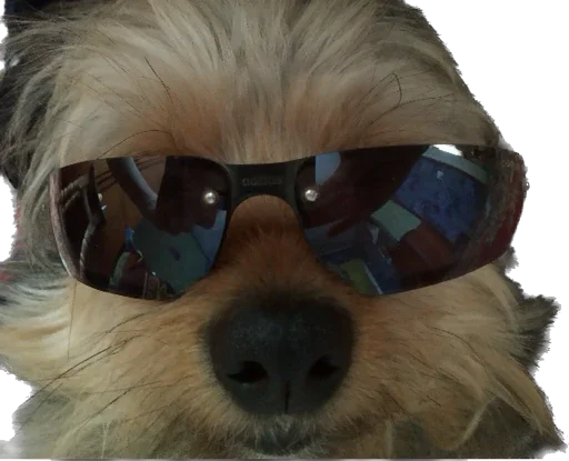 😎 Стикер «Lolipupppp» для Telegram