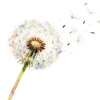 🌹 Эмодзи «Любимая Весна» для Telegram