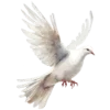 🕊️ Эмодзи «Любимая Весна» для Telegram