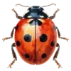 🐞 Эмодзи «Любимая Весна» для Telegram
