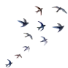🐦‍⬛ Эмодзи «Любимая Весна» для Telegram
