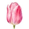 🌷 Эмодзи «Любимая Весна» для Telegram