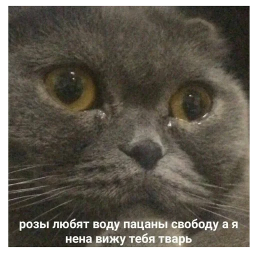 😭 Стикер «Eeeee"Boy» для Telegram