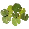 🪷 Эмодзи «Green» для Telegram