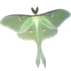 🦋 Эмодзи «Green» для Telegram
