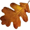 🤩 Эмодзи «Mahakaruna Autumn» для Telegram