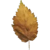 🍁 Эмодзи «Mahakaruna Autumn» для Telegram