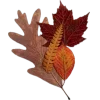 🤩 Эмодзи «Mahakaruna Autumn» для Telegram