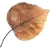 🍁 Эмодзи «Mahakaruna Autumn» для Telegram
