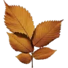 🍁 Эмодзи «Mahakaruna Autumn» для Telegram