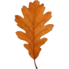 🤩 Эмодзи «Mahakaruna Autumn» для Telegram
