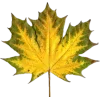 🤩 Эмодзи «Mahakaruna Autumn» для Telegram