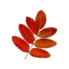 🤩 Эмодзи «Mahakaruna Autumn» для Telegram