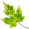 🍁 Эмодзи «Mahakaruna Autumn» для Telegram