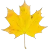 🍁 Эмодзи «Mahakaruna Autumn» для Telegram