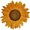 🌻 Эмодзи «× random 8» для Telegram