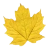 🍁 Эмодзи «random 9» для Telegram