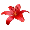 🪷 Эмодзи «𝗠𝗮𝗻𝗷𝘂𝘀𝗮𝗸𝗮 ː» для Telegram
