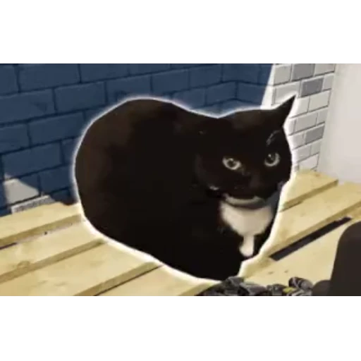 🫥 Стикер «Maxwell the Cat • Кот Максвелл» для Telegram