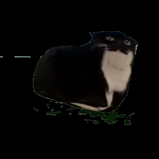 😏 Стикер «Maxwell the Cat • Кот Максвелл» для Telegram
