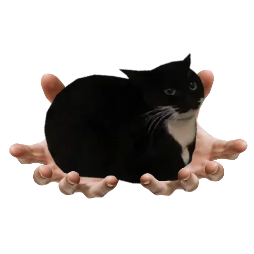 🐱 Стикер «Maxwell the Cat • Кот Максвелл» для Telegram