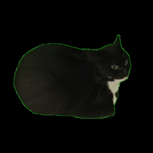 Стикерпак Maxwell the Cat • Кот Максвелл для Telegram — скачать