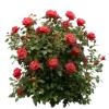 🥀 Эмодзи «Medieval Style» для Telegram