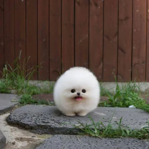 🤩 Стикер «Мемасики))» для Telegram