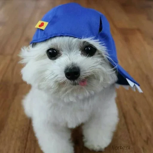 🤩 Стикер «Мемасики))» для Telegram
