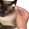 👂 Эмодзи «Memes With Cats» для Telegram