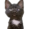 🤪 Эмодзи «Memes With Cats» для Telegram