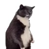 😨 Эмодзи «Memes With Cats» для Telegram