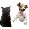 😄 Эмодзи «Memes With Cats» для Telegram
