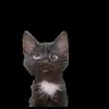 🤩 Эмодзи «Memes With Cats» для Telegram