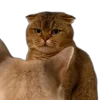 😡 Эмодзи «Memes With Cats» для Telegram