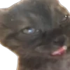 🥱 Эмодзи «Memes With Cats» для Telegram