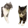 🤩 Эмодзи «Memes With Cats» для Telegram