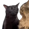 😐 Эмодзи «Memes With Cats» для Telegram