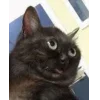 🤩 Эмодзи «Memes Ultimate Pack» для Telegram