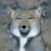 🤩 Эмодзи «Memes Ultimate Pack» для Telegram