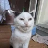 🤩 Эмодзи «Memes Ultimate Pack» для Telegram