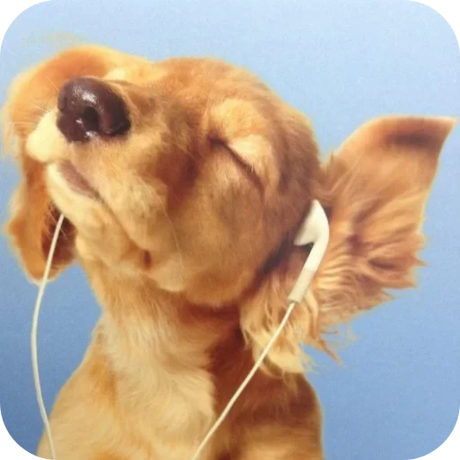 🐶 Стикер «Мемесы.» для Telegram