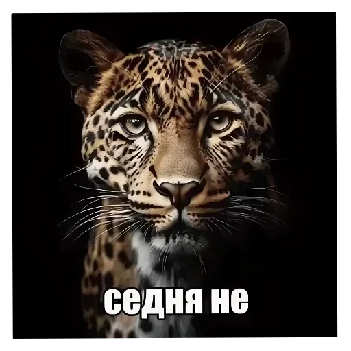 🖼 Стикер «Мемесы.» для Telegram