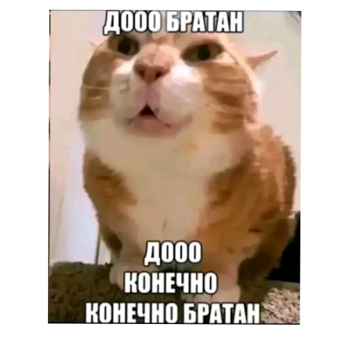 🤲 Стикер «Мемесы.» для Telegram