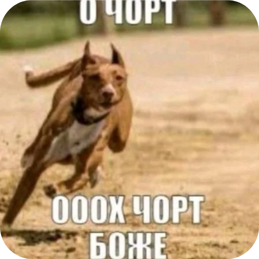 🐶 Стикер «Мемесы.» для Telegram