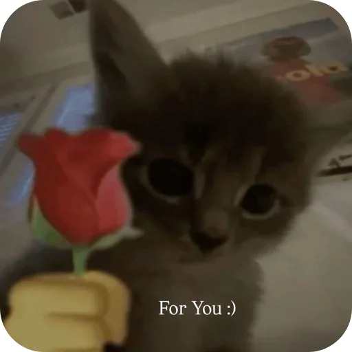 🐱 Стикер «Мемность» для Telegram