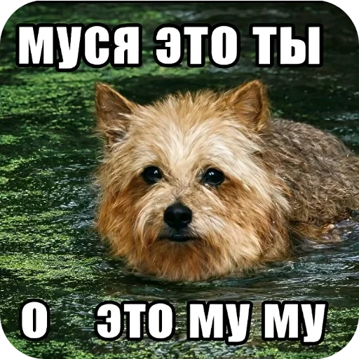 🐶 Стикер «Мемность» для Telegram