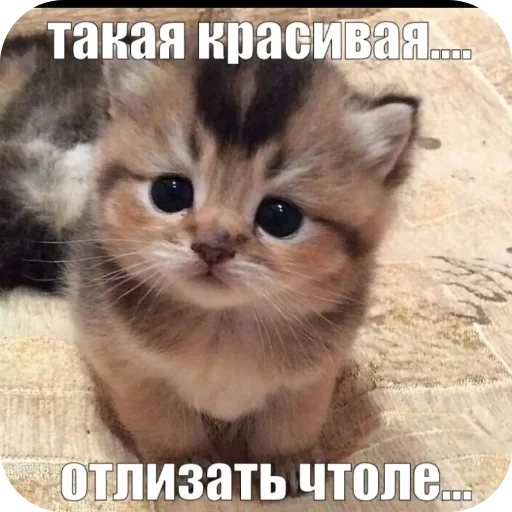 🐱 Стикер «Мемность» для Telegram
